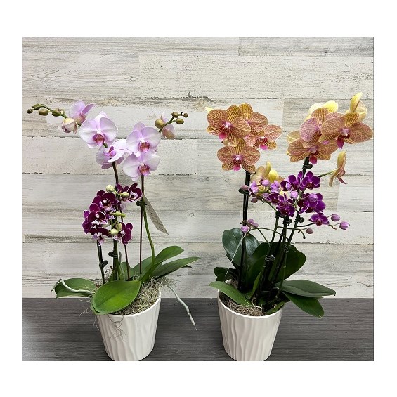 processed-DCDBEAD8-1C01-4541-84E9-41C941BA9BF6-EEA923B0-7282-4314-A508-29BC5E98C131